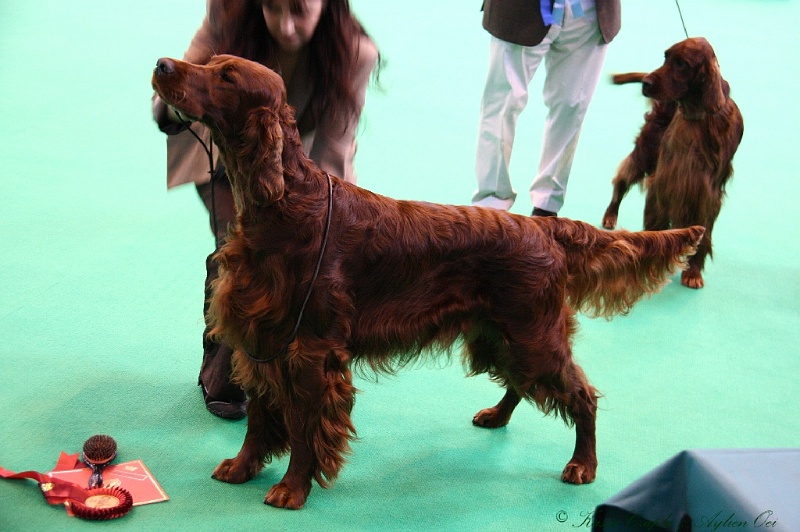 Crufts2011 283.jpg